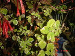 DSC05669.JPG
