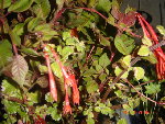 DSC05670.JPG