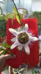 passiflora.jpg