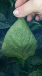 20180728_094009.jpg