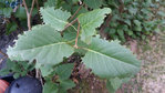2018-07-25_Feuilles-de-lilas-dévorées.jpg