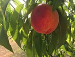 IMG_0042.JPG