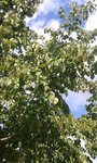 20180718_085930-1.jpg