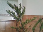 IMG008.JPG