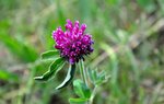 DSC_4954 1.jpg