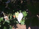 IMG_0325.JPG
