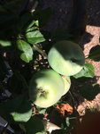 IMG_0326.jpg