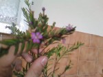 IMG011.JPG