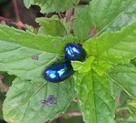 bestioles sur la menthe verte.jpg