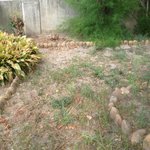 feuillage mousseux arbre.jpg