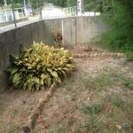 grosse plante.jpg