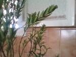 IMG014.JPG