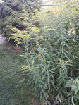Fleur2.jpg