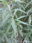 Fleur3.jpg