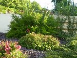 P6120014Gréviléa+ESC.JPG