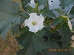 fleur2.jpg