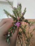 IMG010.JPG