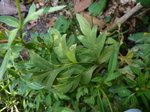 P1120158.JPG