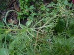 P1120160.JPG