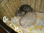 bébés chats.jpg