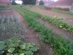 potager vers le haut