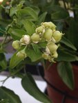 Photo_solanum