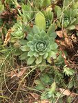 plante inconnue1.jpg