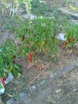 rps20180817_013351.jpg
