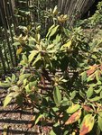 rhododendron malade 1