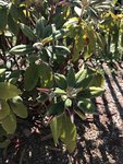 rhododendron malade 2