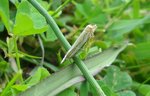 verifier Crambus Lathoniellus.JPG