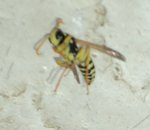 insecte volant 2.JPG