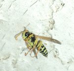 insecte volant.JPG
