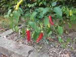 Piments-1.JPG