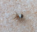 Araniella 3 mm (22-8-2018).jpg