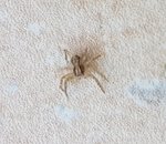 Xysticus 2 mm (20-8-2018).jpg