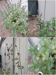 Photos de la plante
