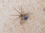 Steatoda triangulosa (8-2018).jpg