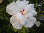 DSCN7831.JPG