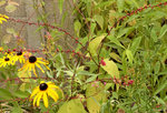 P1310744-1.jpg