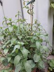20180807_080025.jpg