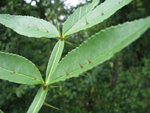 Zanthoxylum-armatum.jpg