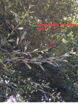 IMG_5423 copie.jpg