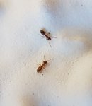 Lasius sp 1 mm (26-8-2018).jpg