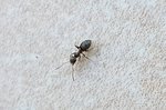 Lasius sp 3 mm (27-8-2018).jpg