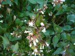 Abelia.JPG