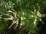 Sophora.JPG
