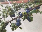 Détail de la plante - Branche feuilles et fruits