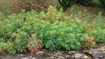 20180813_100723 plante françoise 1 R.jpg