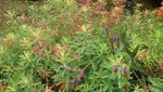 20180813_100733 plante françoise 2 R.jpg